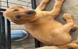 Labrador Retriever dogs for sale: Outstanding deep red Labrador puppies - Image 13