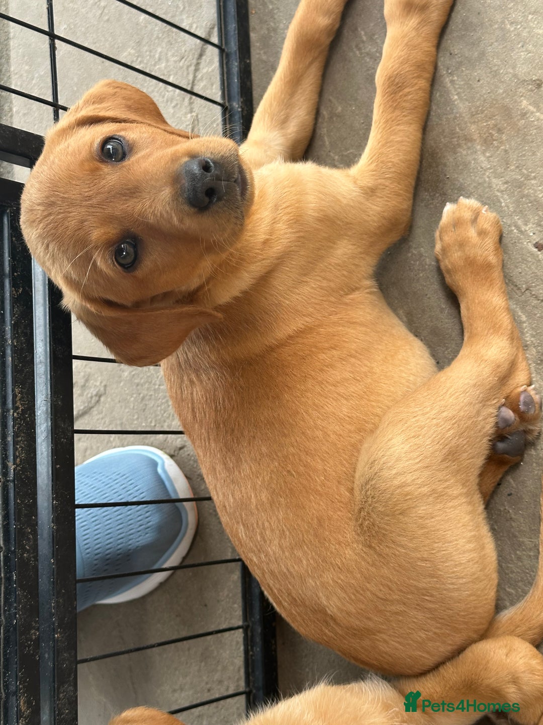 Labrador Retriever dogs for sale: Outstanding deep red Labrador puppies - Image 13