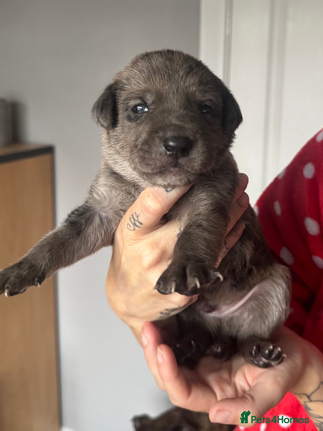 Mixed Breed dogs for sale: Gorgeous medium pups - Image 2