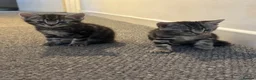 British Shorthair cats for sale: Half British shorthair kittens 2boys 1 girl in Birmingham - Advert 15