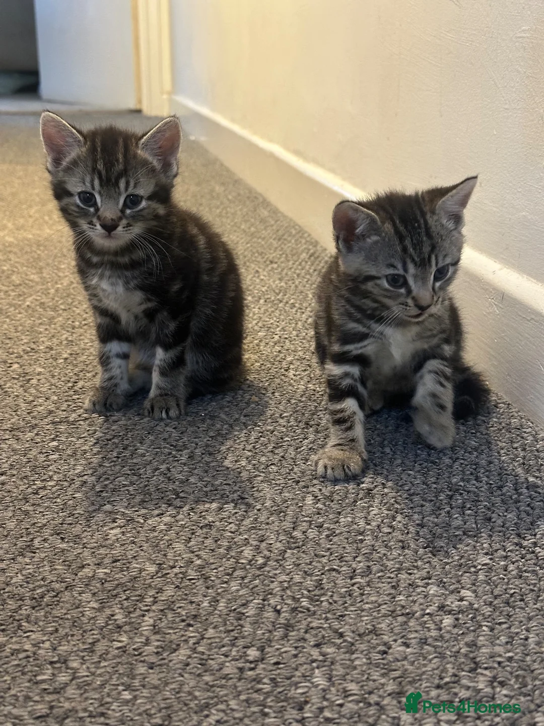 British Shorthair cats for sale: Half British shorthair kittens 2boys 1 girl in Birmingham - Advert 15