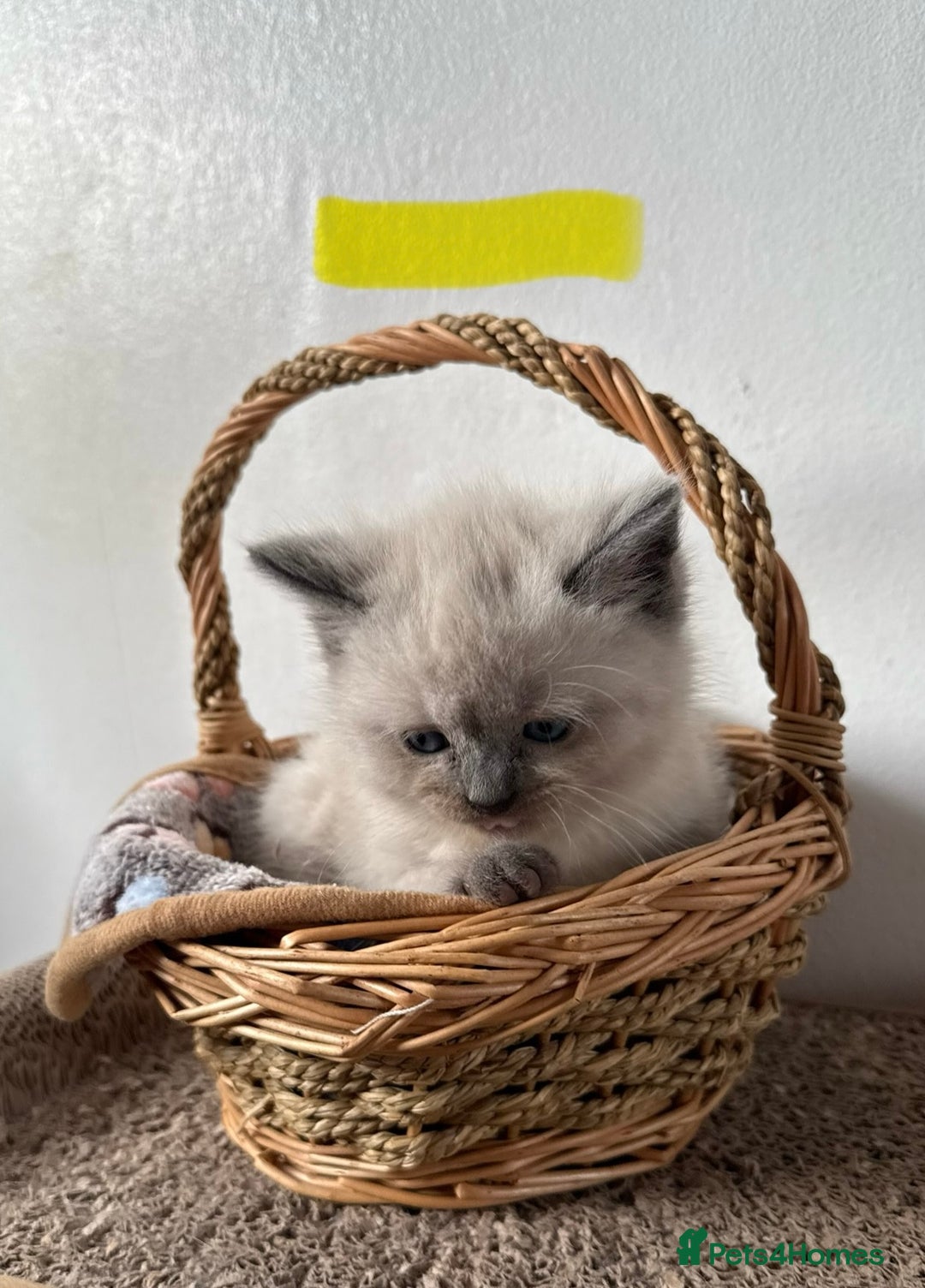 British Shorthair cats for sale: Bsh ragdoll kittens  - Advert 9