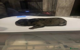 Chow Chow dogs for sale: Rare Chow chow puppies - Image 9