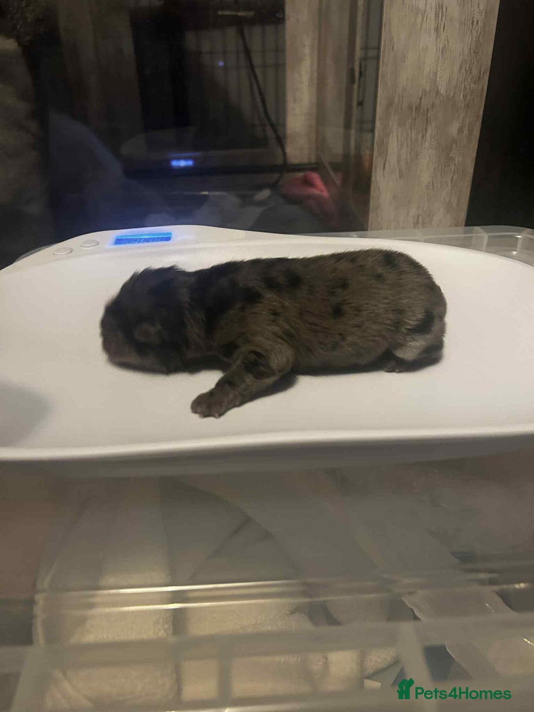 Chow Chow dogs for sale: Rare Chow chow puppies - Image 9