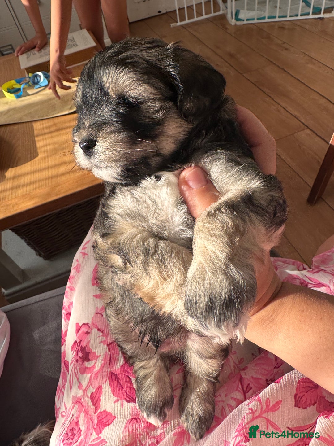 Mixed Breed dogs for sale: miniature schnauzer - Image 16
