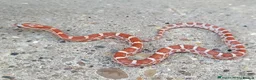 Corn Snake reptiles for sale: 2026 corn snakes - Advert 4