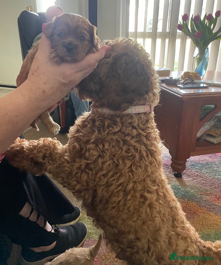Cavapoo dogs Ready to go now! Cavapoo puppies - Advert 1
