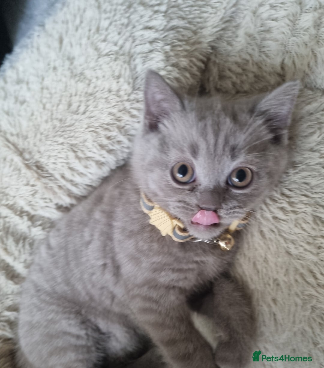 British Shorthair cats for sale: 3 BEAUTIFUL BSH KITTENS FOR SALE 2 Blue 1 Lilac - Image 5
