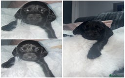 Cocker Spaniel dogs for sale: 7 beautiful cocker spaniel puppies black/brown - Advert 9