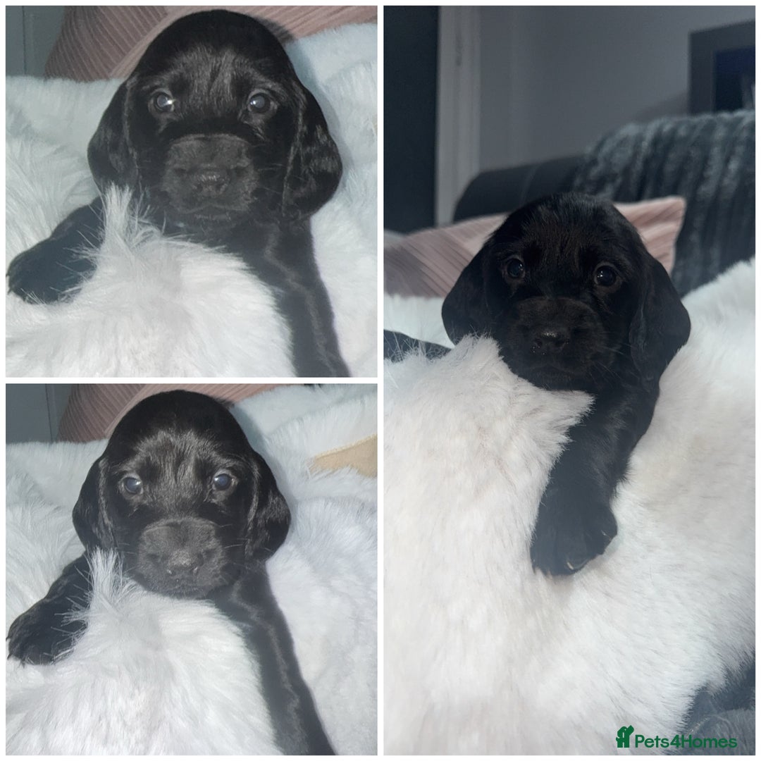 Cocker Spaniel dogs for sale: 7 beautiful cocker spaniel puppies black/brown - Advert 9