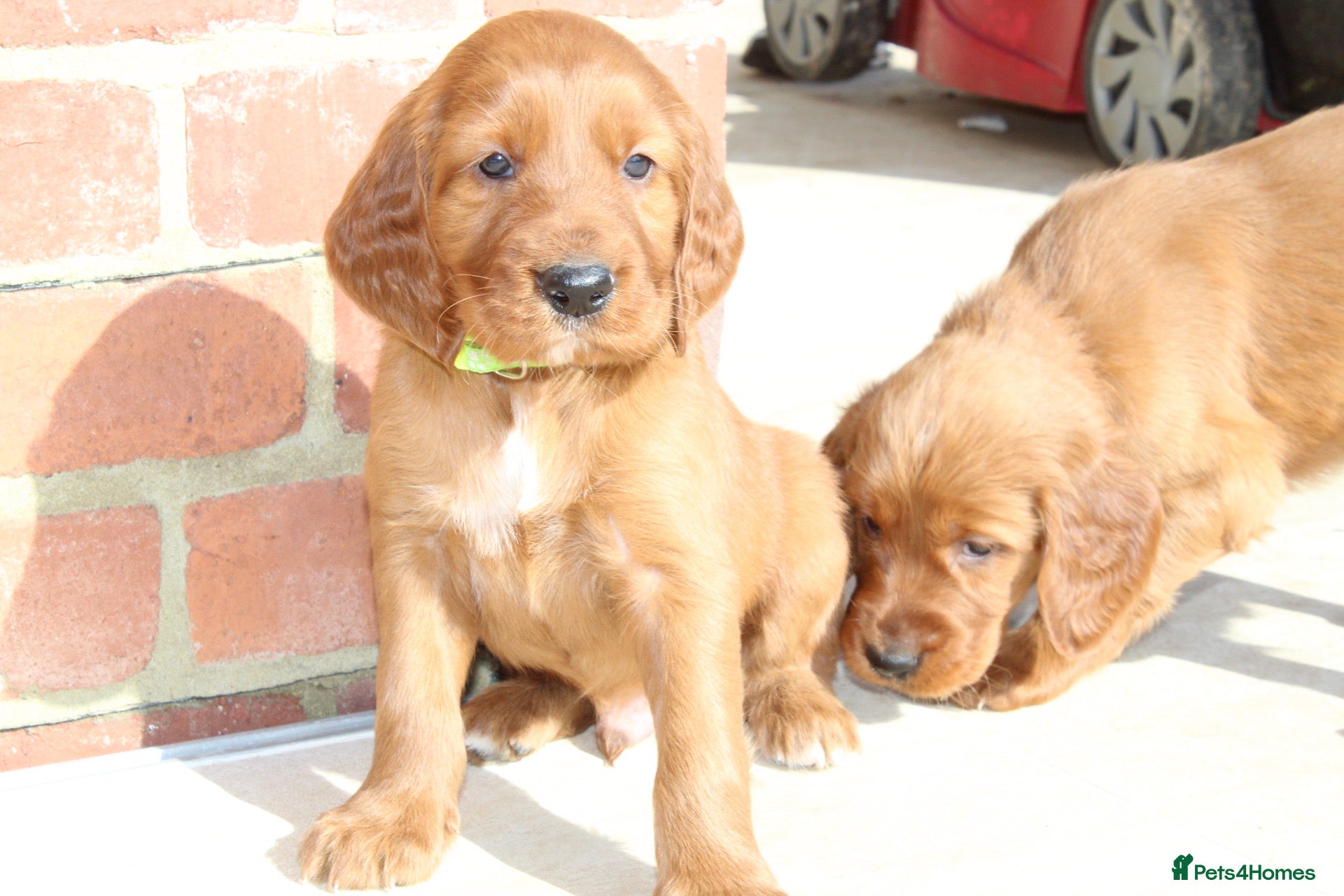 Irish Setter dogs Qualitly Irish Setter waiting list now open - Advert 1