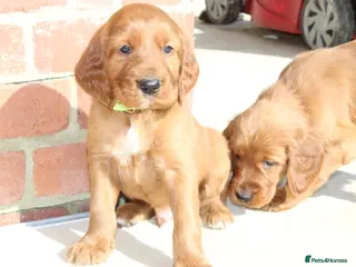 Irish Setter dogs Qualitly Irish Setter waiting list now open - Advert 1