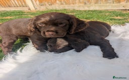 Cocker Spaniel dogs for sale: 6 beautiful cocker spaniel puppies in Wadhurst - Image 4