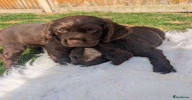 Cocker Spaniel dogs in Wadhurst - Advert 11