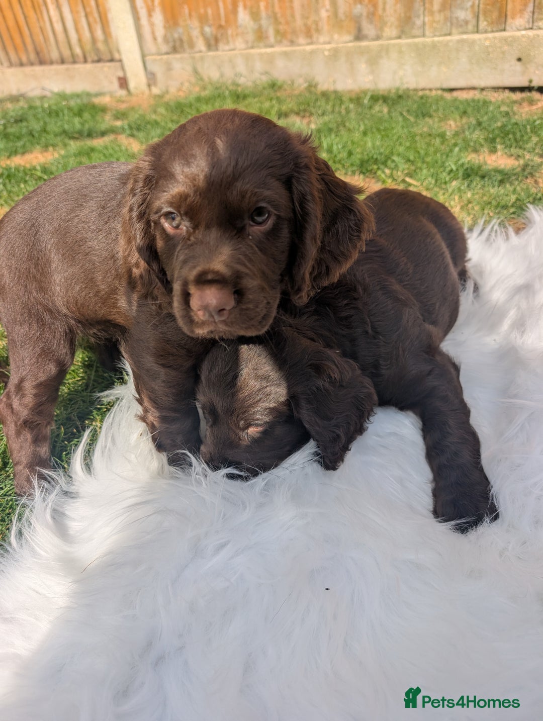 Cocker Spaniel dogs for sale: 6 beautiful cocker spaniel puppies in Wadhurst - Image 4