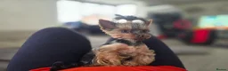 Yorkshire Terrier dogs for sale: Tiny princess Coco - Advert 13