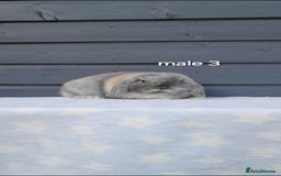 Mini Lop rabbits for sale: Purebred minilops - Image 7