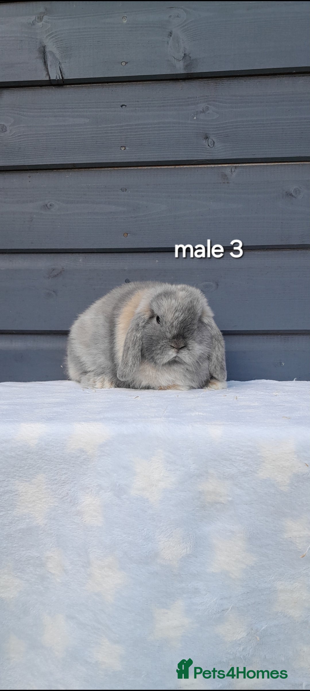 Mini Lop rabbits for sale: Purebred minilops - Image 7