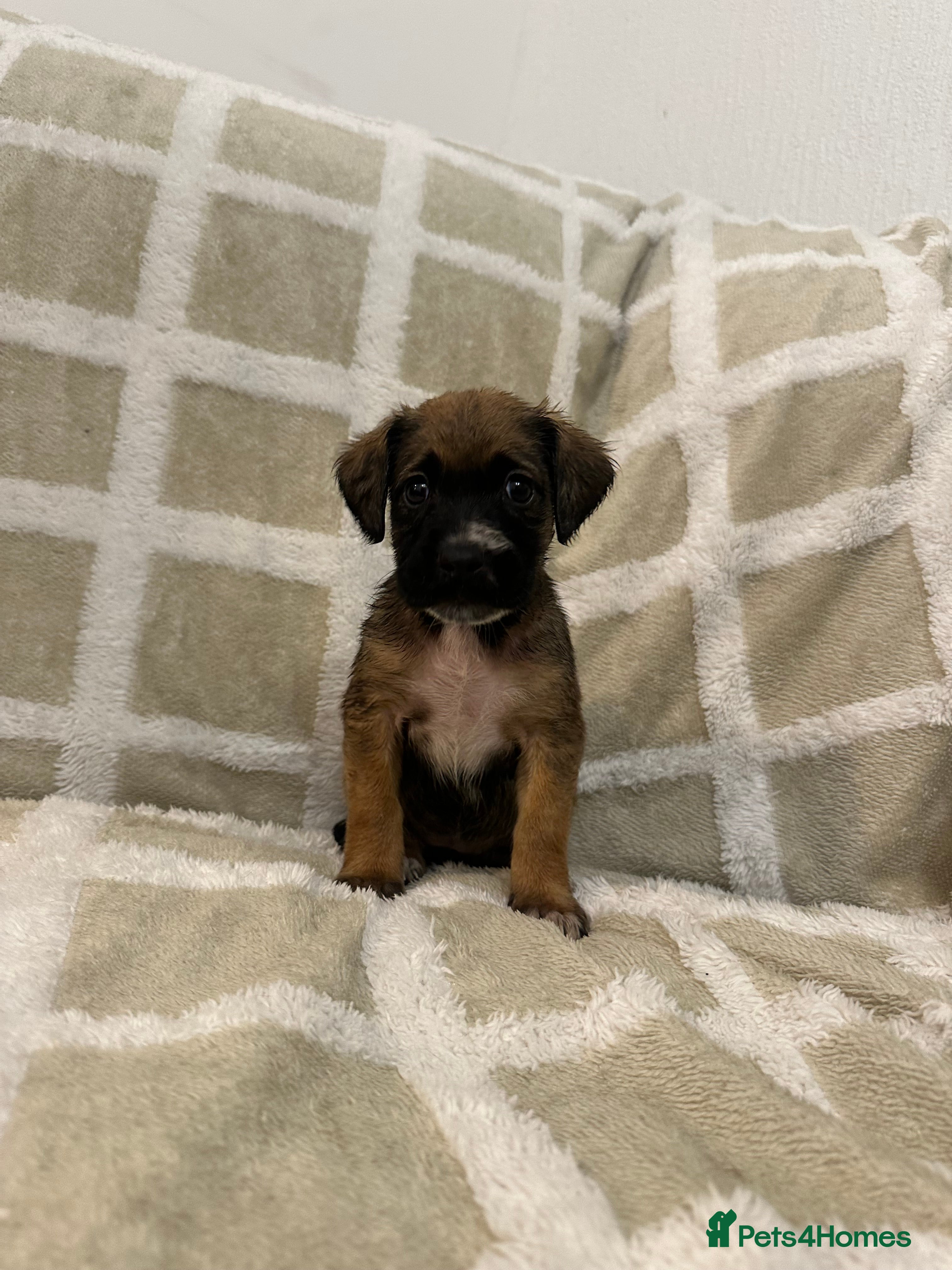 Mixed Breed dogs Beautiful Cocker spaniel mix puppies  - Advert 11