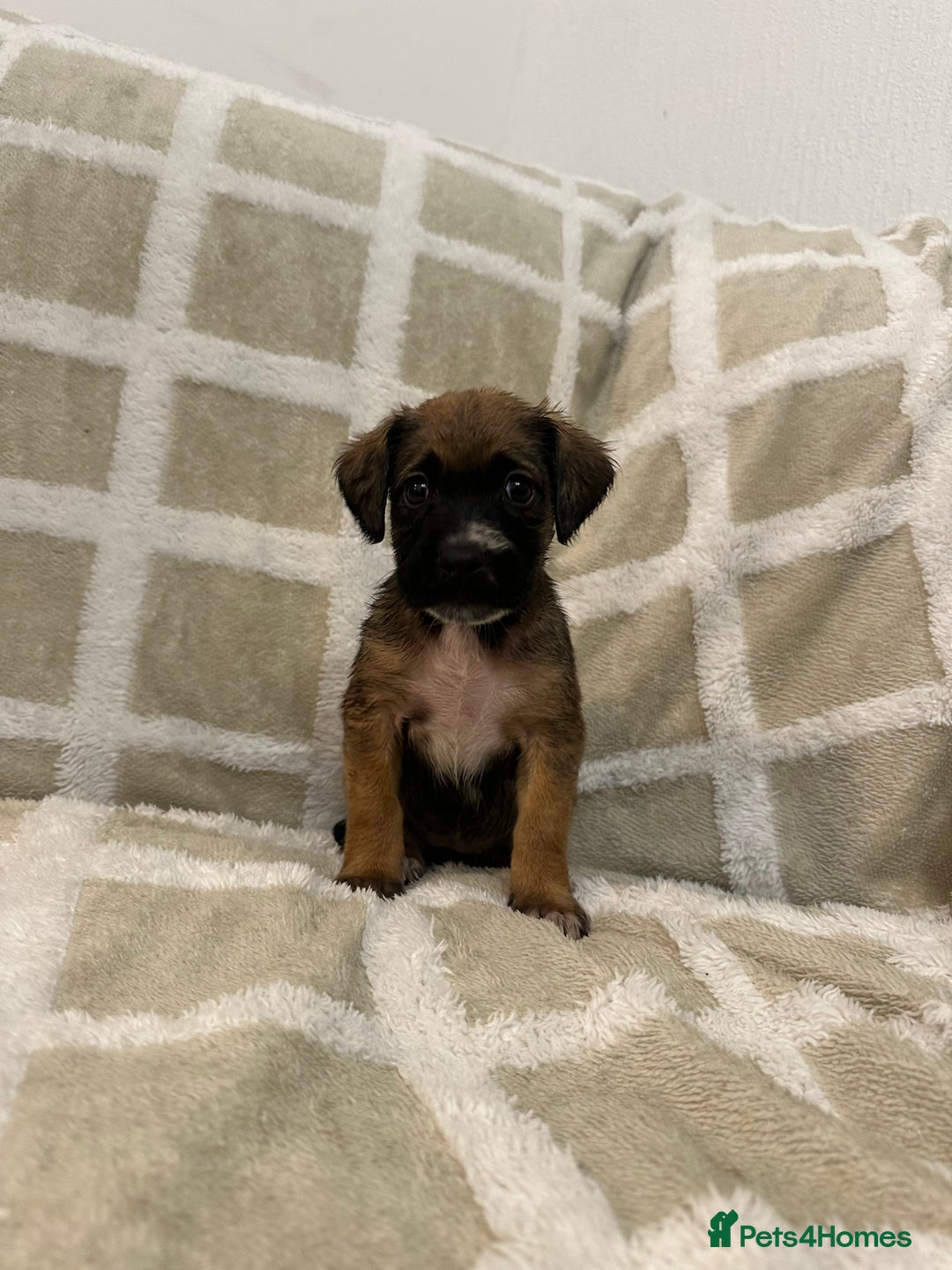 Mixed Breed dogs for sale: Beautiful Cocker spaniel mix puppies  - Advert 1