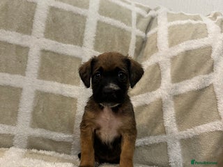 Mixed Breed dogs Beautiful Cocker spaniel mix puppies - Advert 2