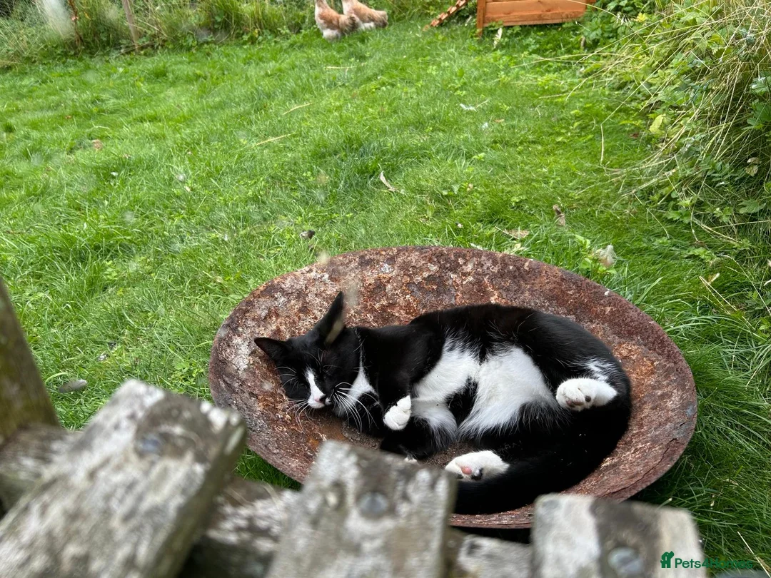 British Shorthair cats for sale: British Shorthair - Mother and Son Re-Home  - Advert 4