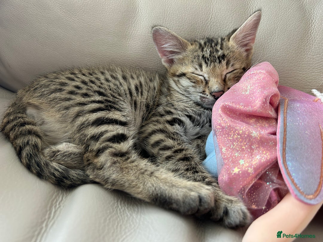 Savannah cats for sale: F2 Savannah BST  - Image 2