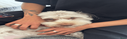 Jackapoo dogs for sale: Jackapoo for Sale (experienced owners only) - Advert 2