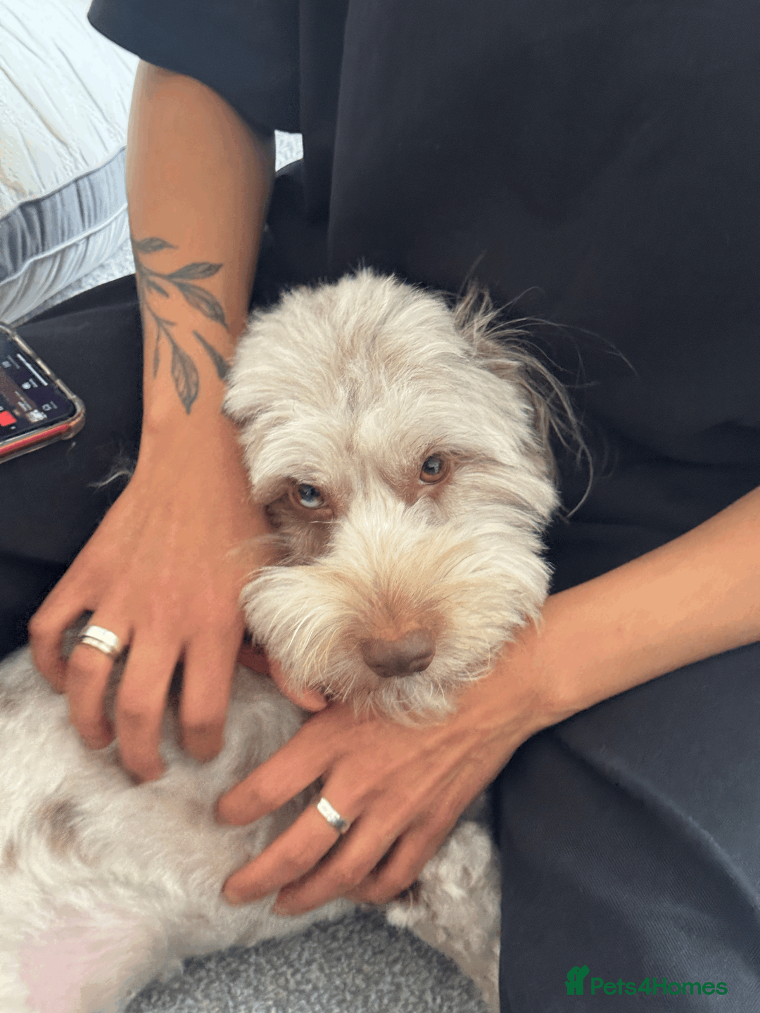 Jackapoo dogs for sale: Jackapoo for Sale (experienced owners only) - Advert 2