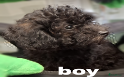Toy Poodle dogs for sale: Asian mini toy poodles - sable , fully vaccinated  - Image 3