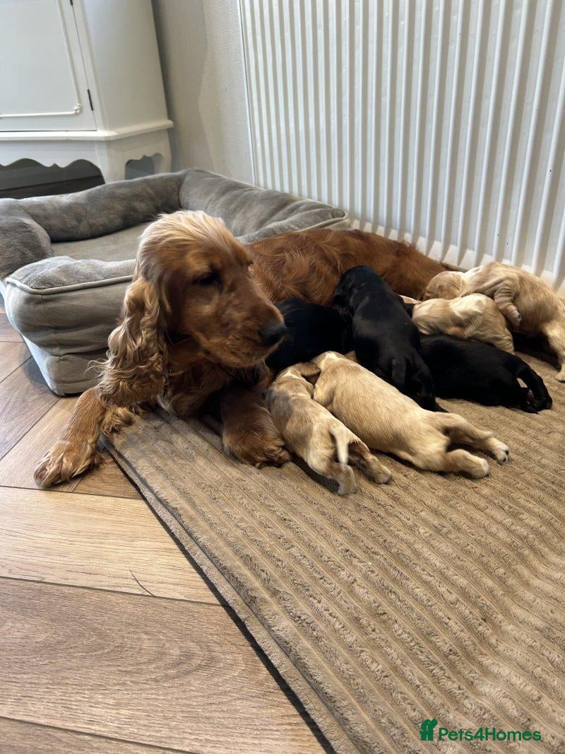 Cocker Spaniel dogs Beautiful Cocker Spaniel Puppies – 2 Boys, 2 Girls - Advert 8