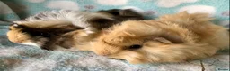 Guinea Pig rodents for sale: Baby Peruvians now Reserved  - Advert 5