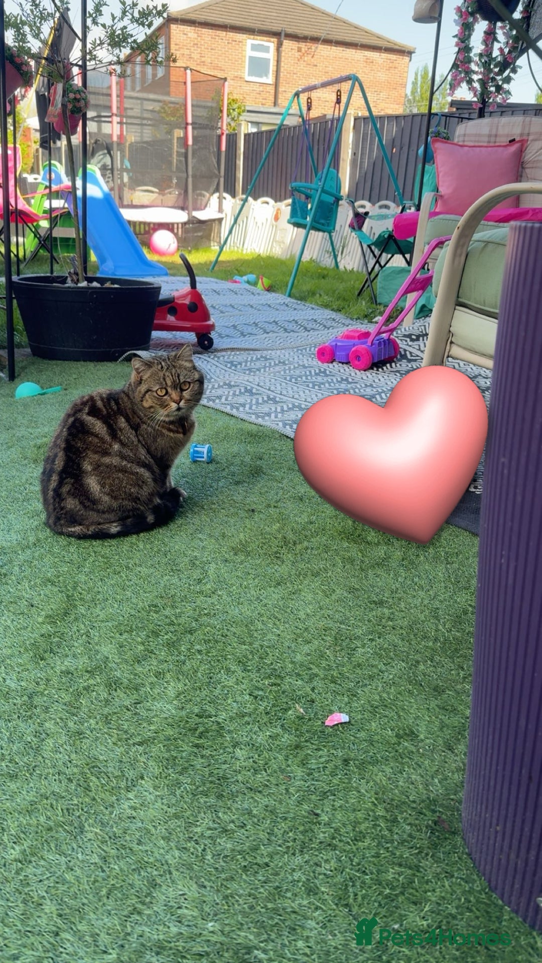 Scottish Fold cats for sale: Scottish gold for sale  - Advert 3