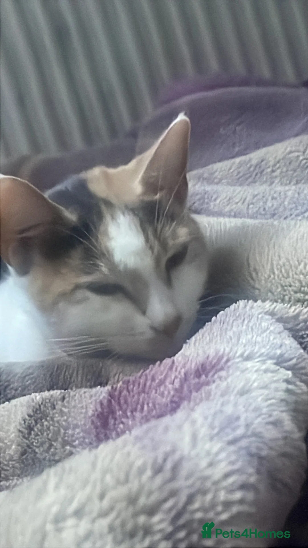 Mixed Breed cats for sale: 3y/o female calico looking for home in Croydon - Advert 2