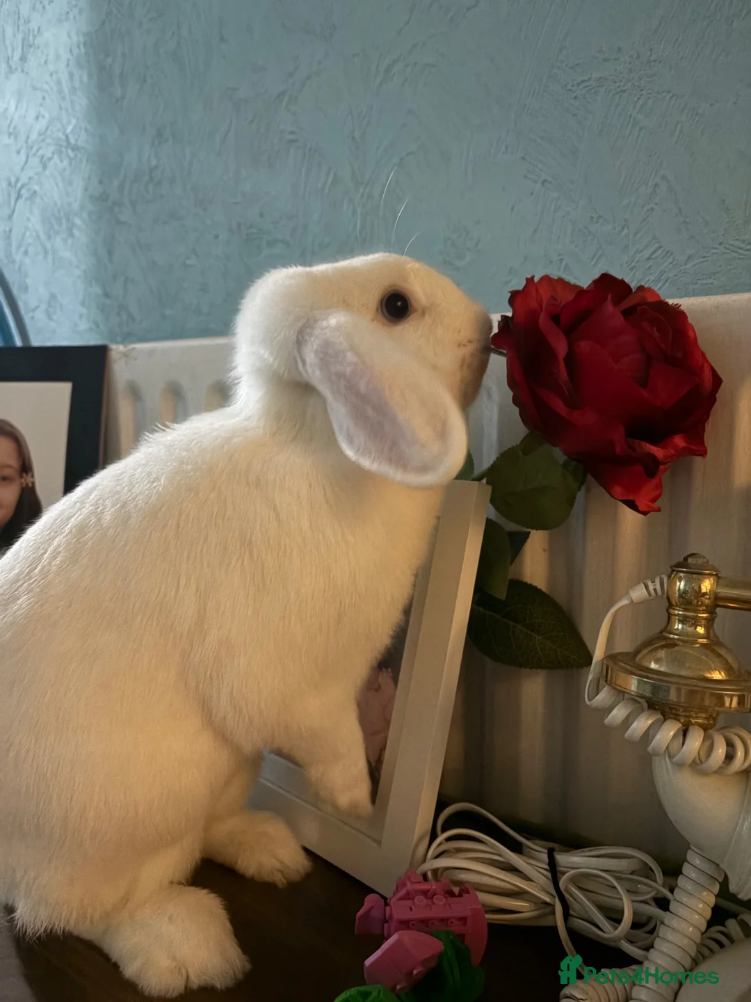 Mini Lop rabbits for sale: Mini Lop Bunny  in Doncaster - Advert 1