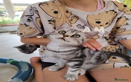 British Shorthair cats for sale: Ready to collect British Shorthair Silver Tabby in Rochester - Image 5