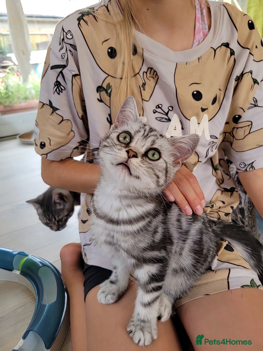 British Shorthair cats for sale: Ready to collect British Shorthair Silver Tabby in Rochester - Image 5