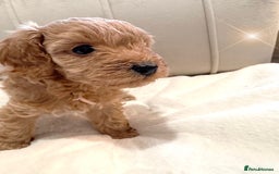 Cavapoochon dogs for sale: Premium Quality Teddy Toy Cavapoochons F1B - Advert 24