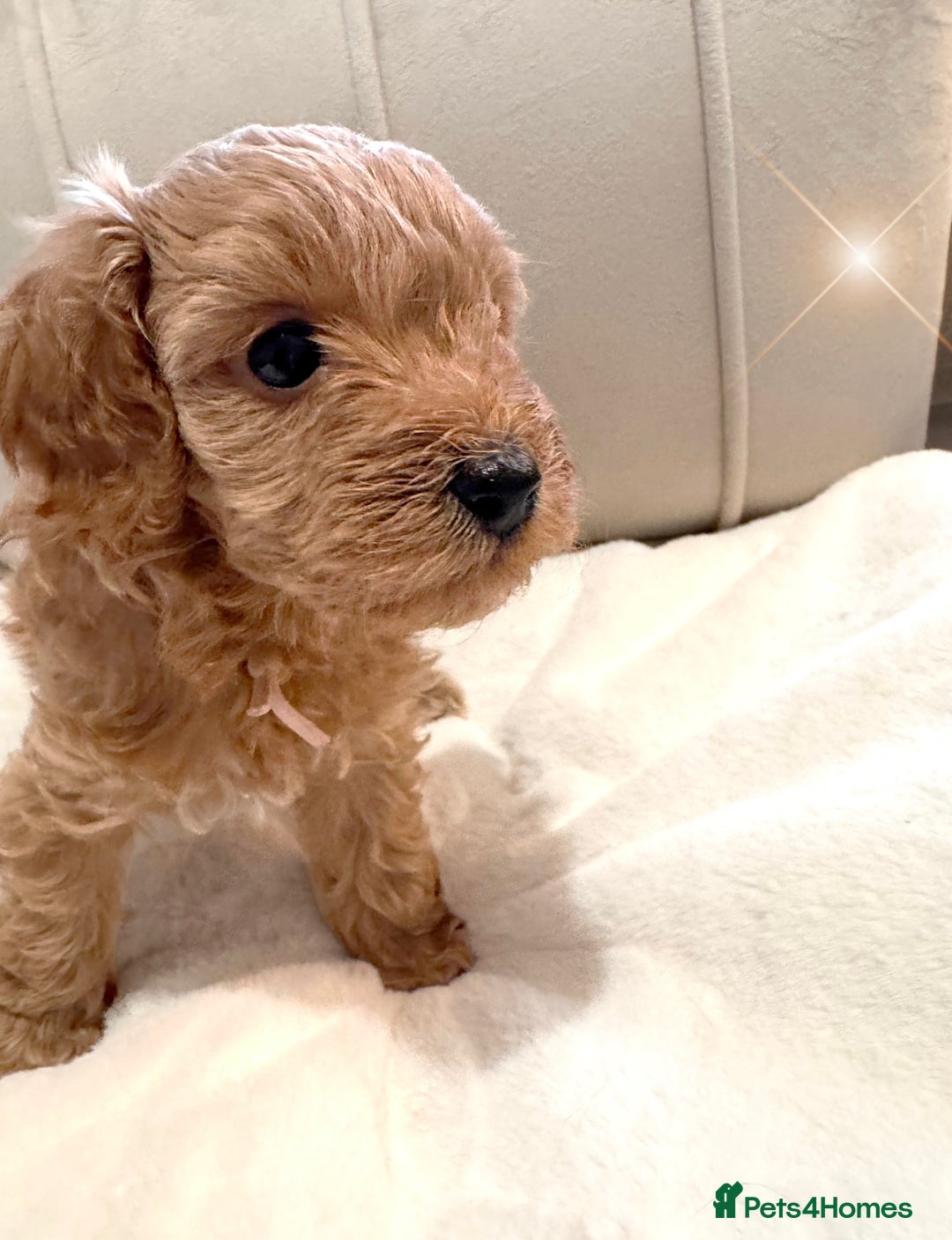 Cavapoochon dogs for sale: Premium Quality Teddy Toy Cavapoochons F1B - Advert 24