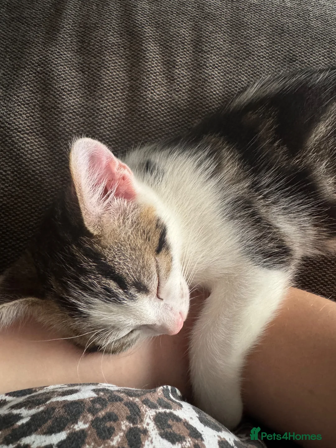 Mixed Breed cats for sale: Kitten for sale  - Advert 1