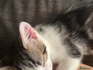Mixed Breed cats Kitten for sale - Advert 1