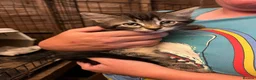 Mixed Breed cats for sale: Friendly farm kittens - Advert 6