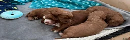 Cockapoo dogs for stud: Red/Tan F1 Cockapoo for Stud only. - Advert 6