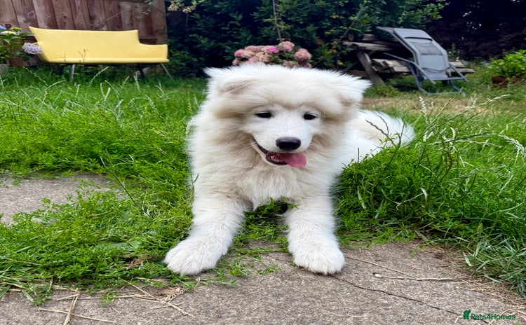 Samoyed dogs - Advert 1