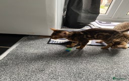 Savannah cats for sale: Savannah cross - Image 3