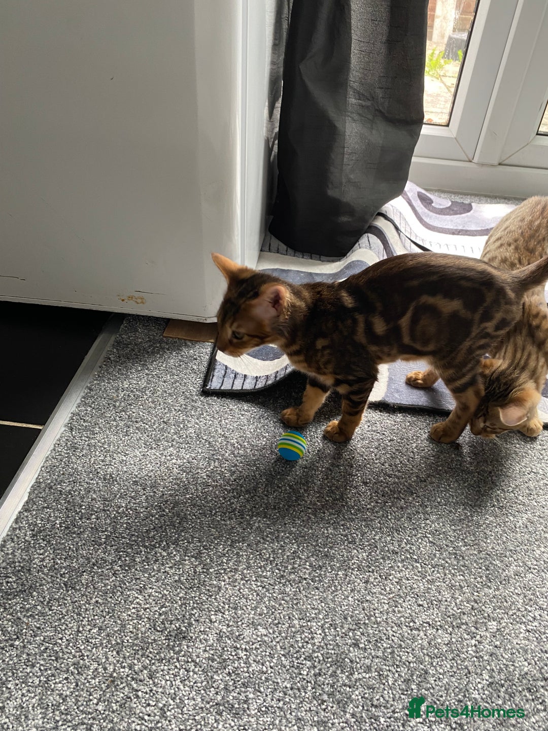 Savannah cats for sale: Savannah cross - Image 3