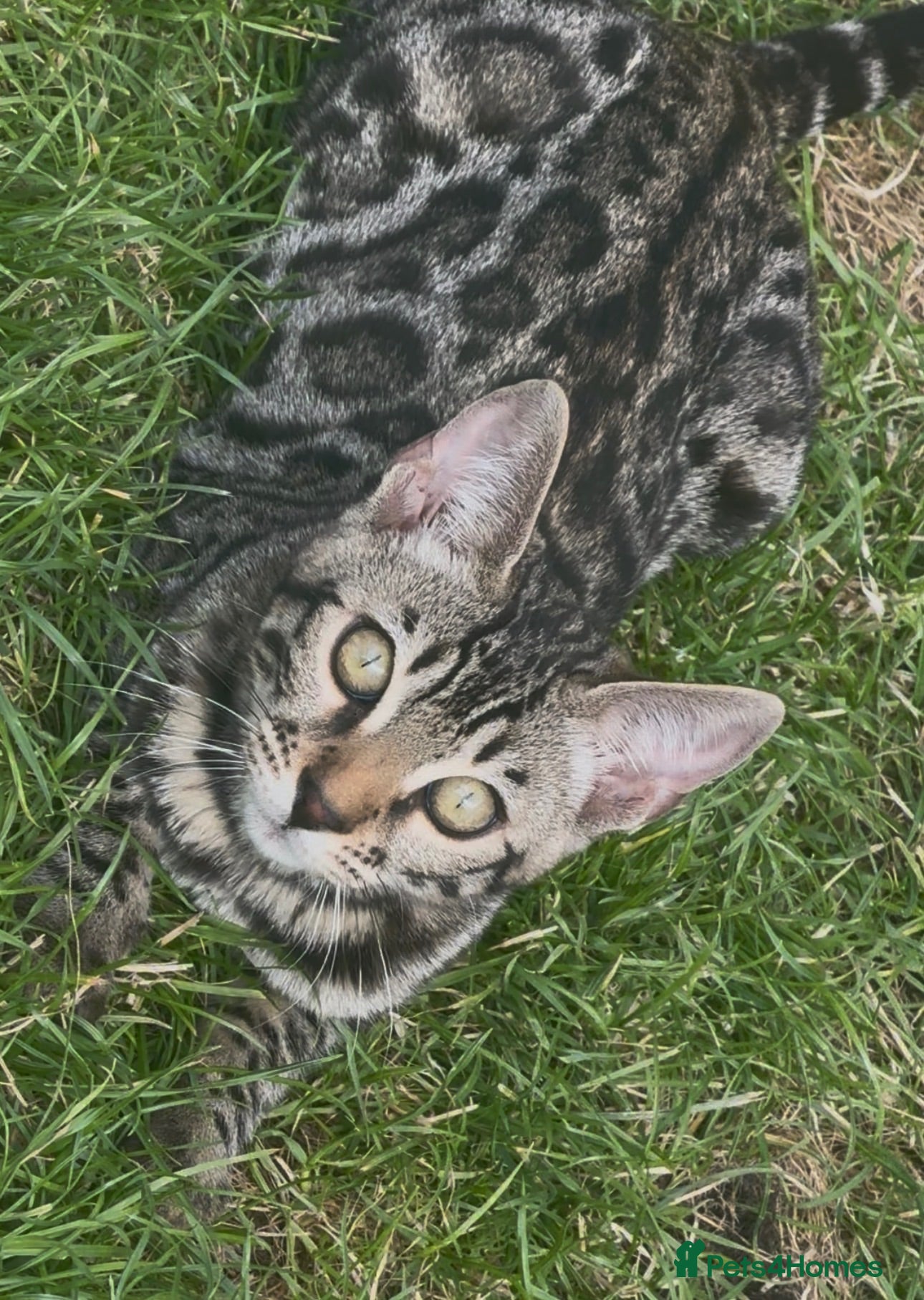 Bengal cats 2 LEFT!! ✨ Beautiful Bengal Kittens✨ - Advert 3
