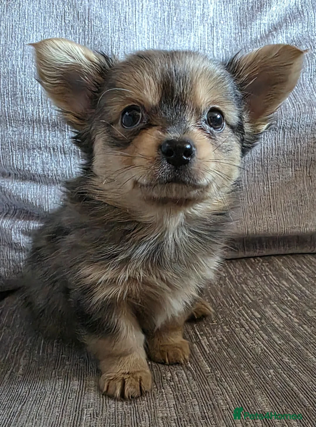 Chorkie dogs for sale: Chorkie puppies - Advert 2