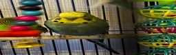Budgerigars birds for sale: Budgies  - Advert 9