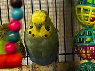 Budgerigars birds Budgies - Advert 19